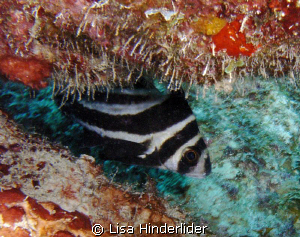 Juvenile Spotted Drum watching me from his hide-out. by Lisa Hinderlider 